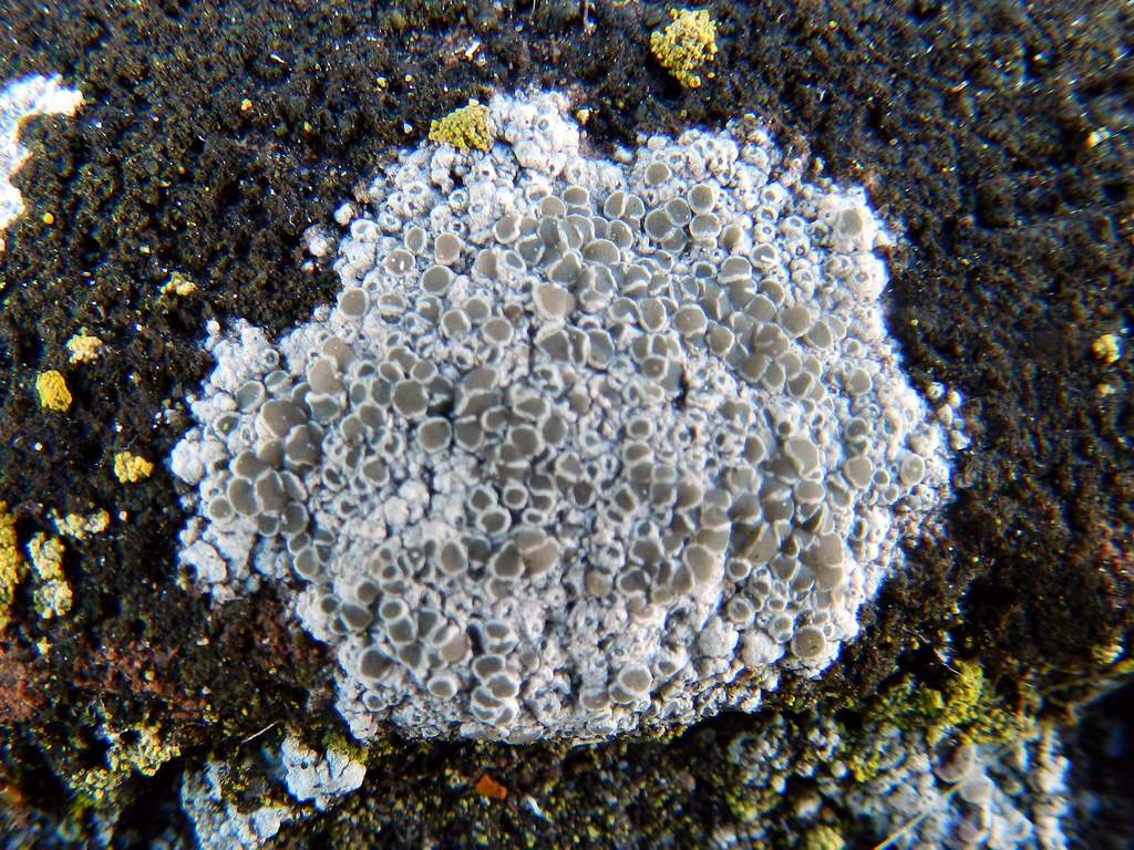 Lecanora sp. ?